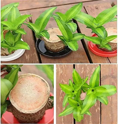 Good Luck Brazil Wood Potted Plant (Green & Brown)