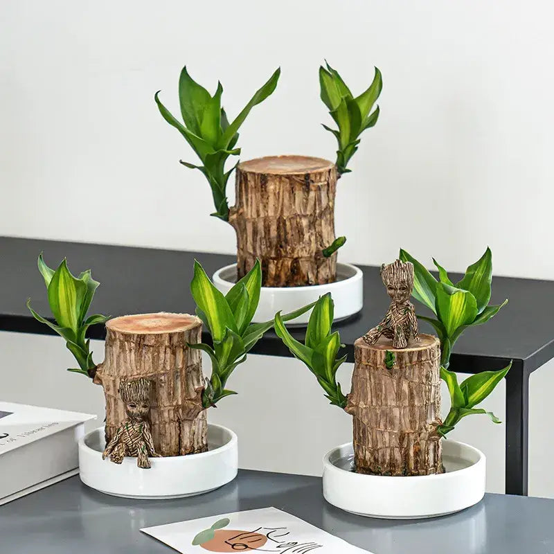 Good Luck Brazil Wood Potted Plant (Green & Brown)