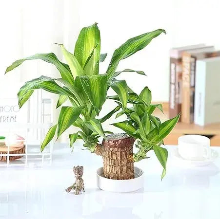 Good Luck Brazil Wood Potted Plant (Green & Brown)