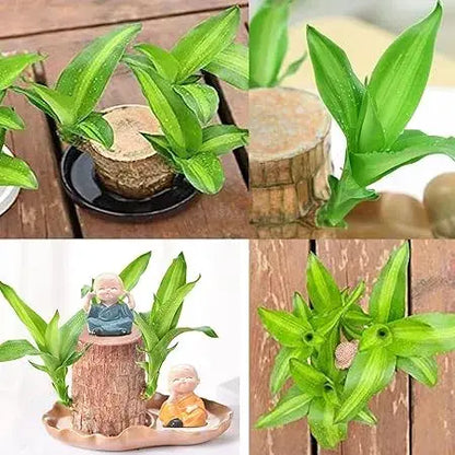 Good Luck Brazil Wood Potted Plant (Green & Brown)