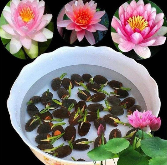 Bonsai Lotus Flower Seeds- Pack of 20